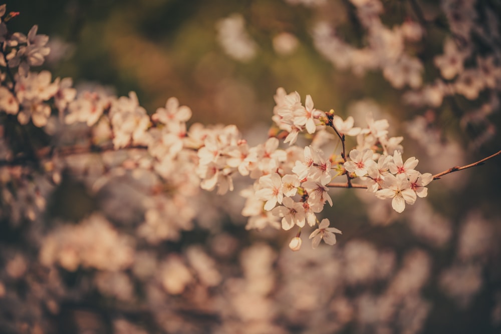 a branch of a tree with white flowers