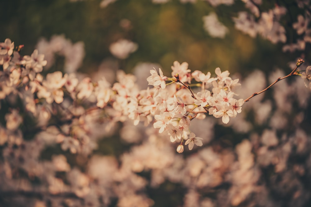 a branch of a tree with white flowers