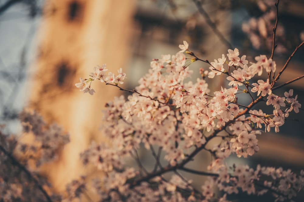 a tree with white flowers in front of a building