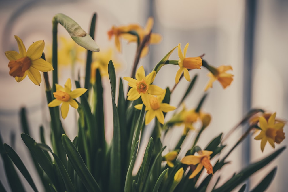 a vase filled with yellow flowers on top of a table