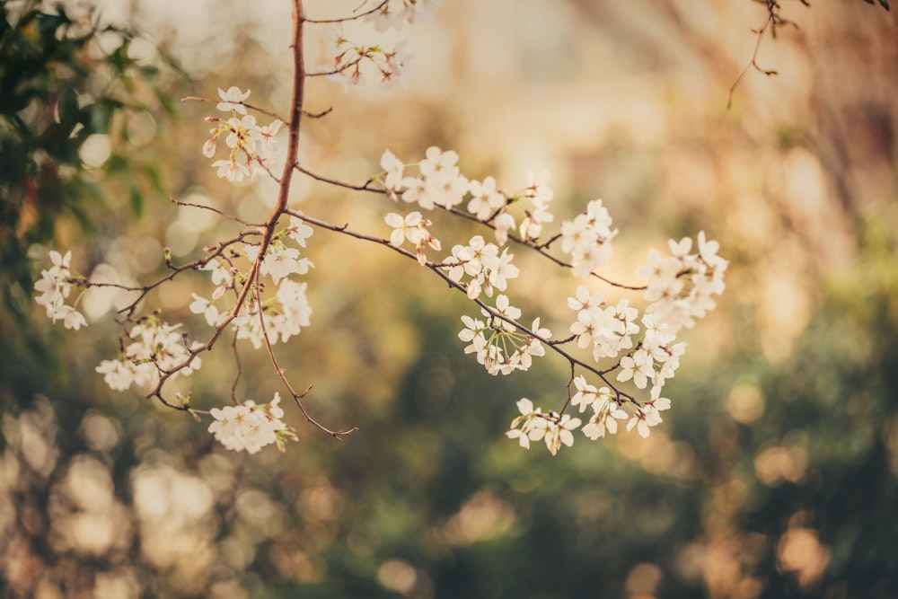 a branch of a tree with white flowers