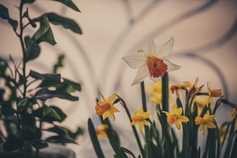 a vase filled with yellow and white flowers