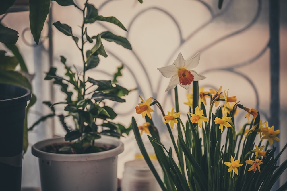 a couple of potted plants sitting next to each other