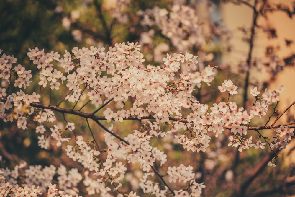 a close up of a tree with white flowers