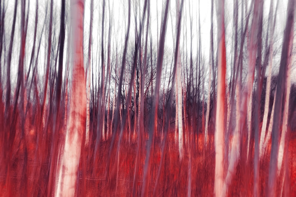 Ein verschwommenes Foto eines Waldes mit roten Bäumen