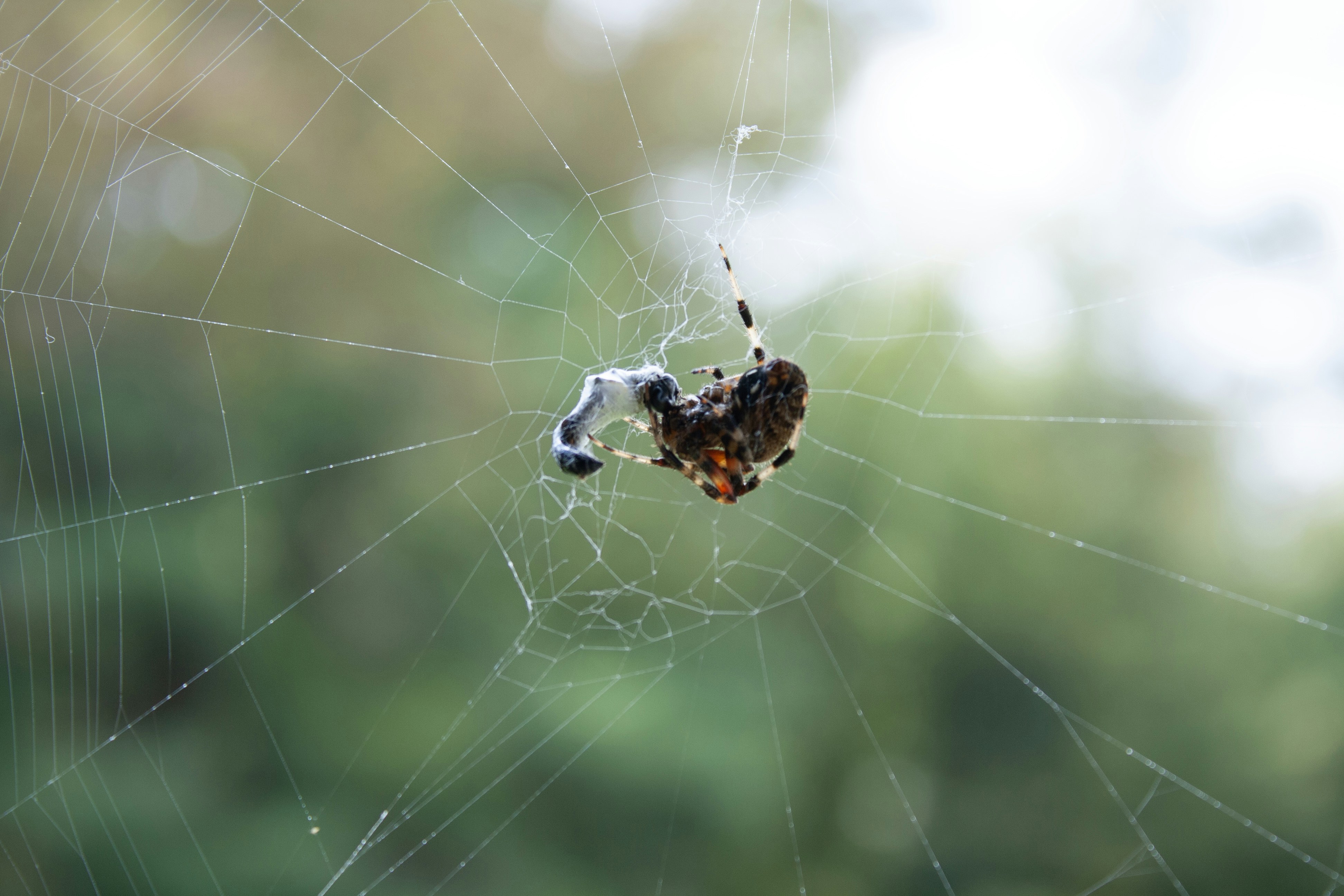 Photo by cliffordjames