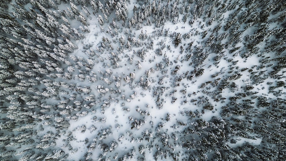 an aerial view of a snow covered forest