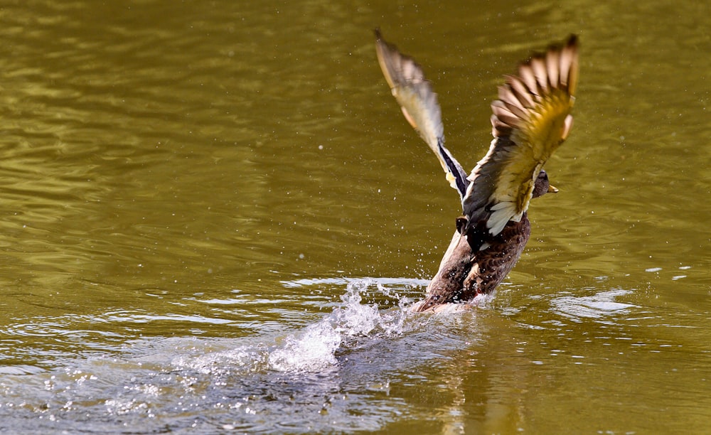 a bird flying over a body of water