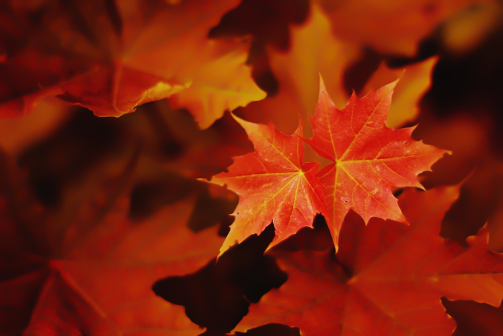 a close up of a red and yellow leaf