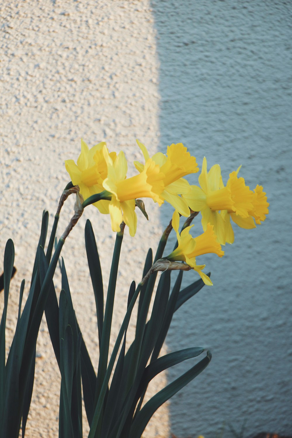 a group of yellow flowers in front of a white wall