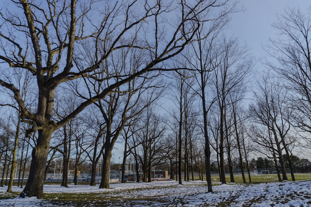 a snow covered park with trees and a bench