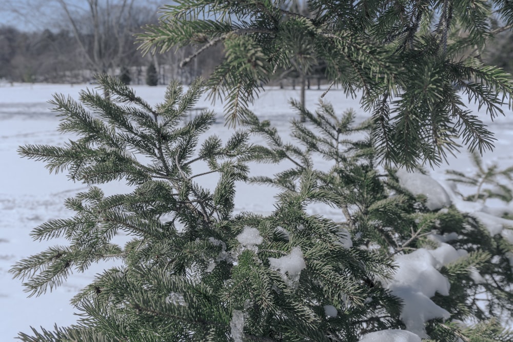 a pine tree covered in snow in a field