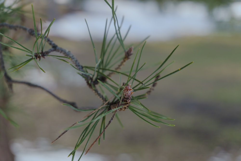 a close up of a pine tree branch