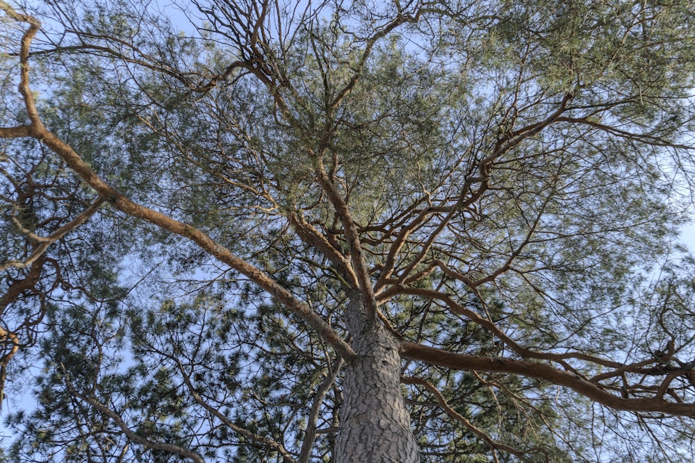 ein hoher Baum mit vielen grünen Blättern