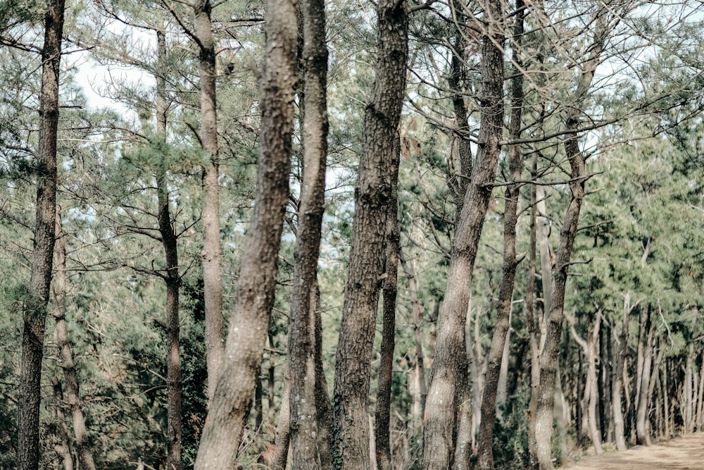 a dirt road surrounded by lots of trees