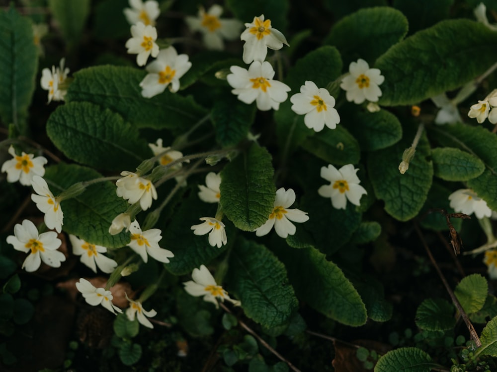 a close up of a bunch of white flowers