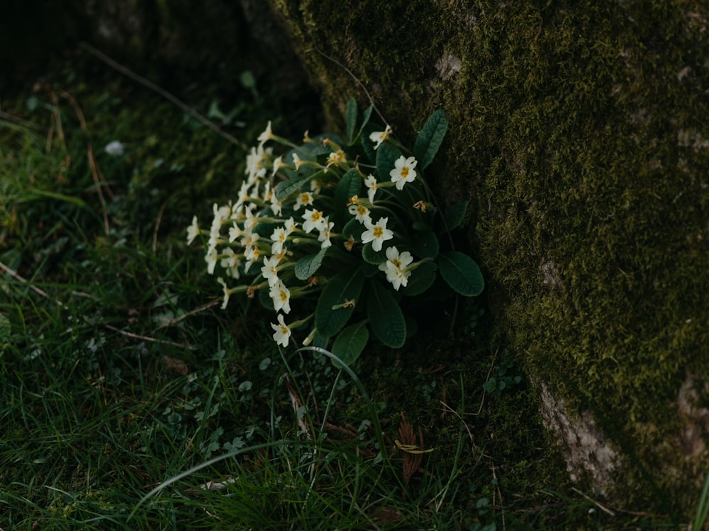 a bunch of flowers that are sitting in the grass