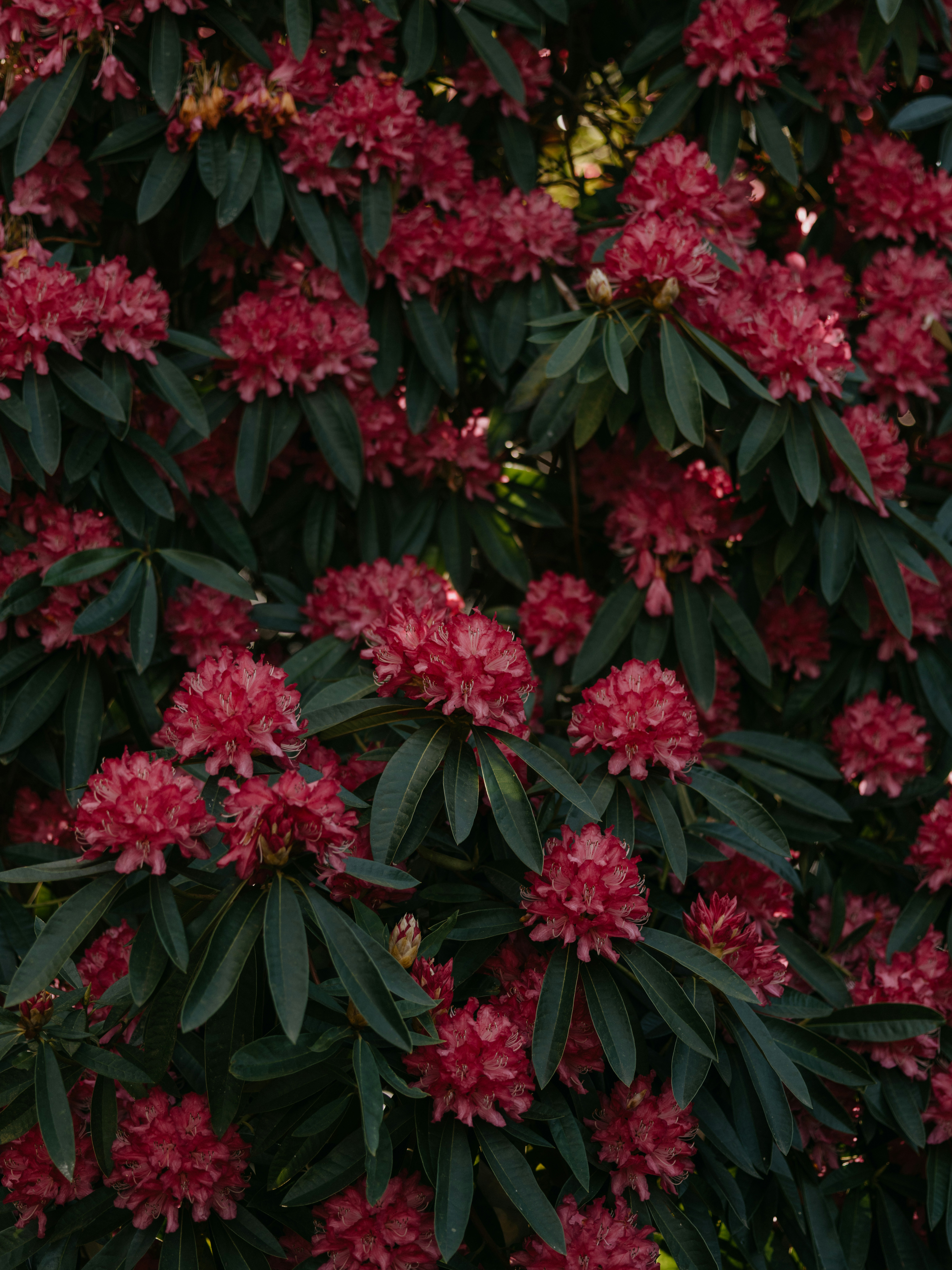 ein Blumenstrauß, der an einem Baum hängt