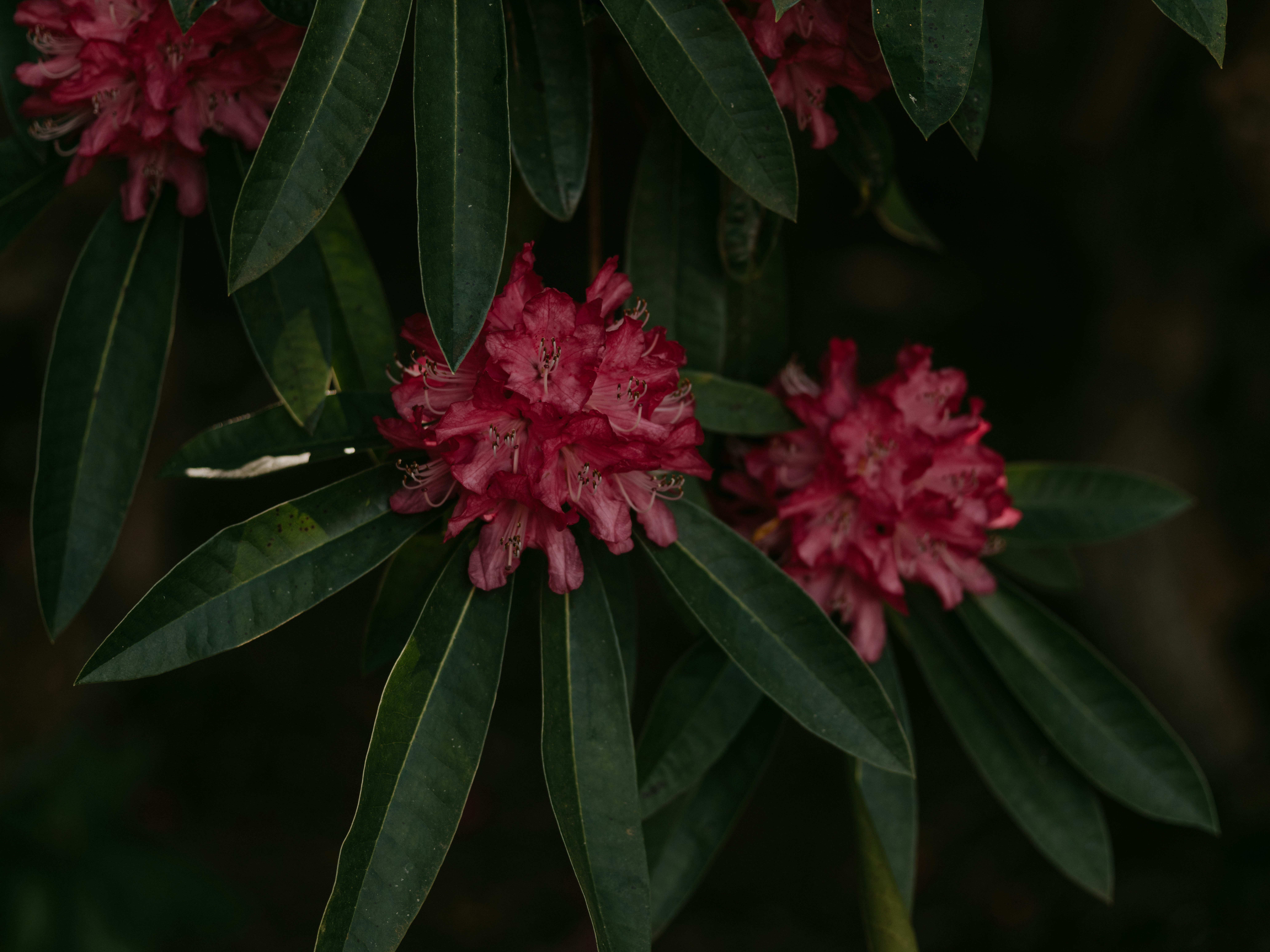 ein Blumenstrauß, der an einem Baum hängt