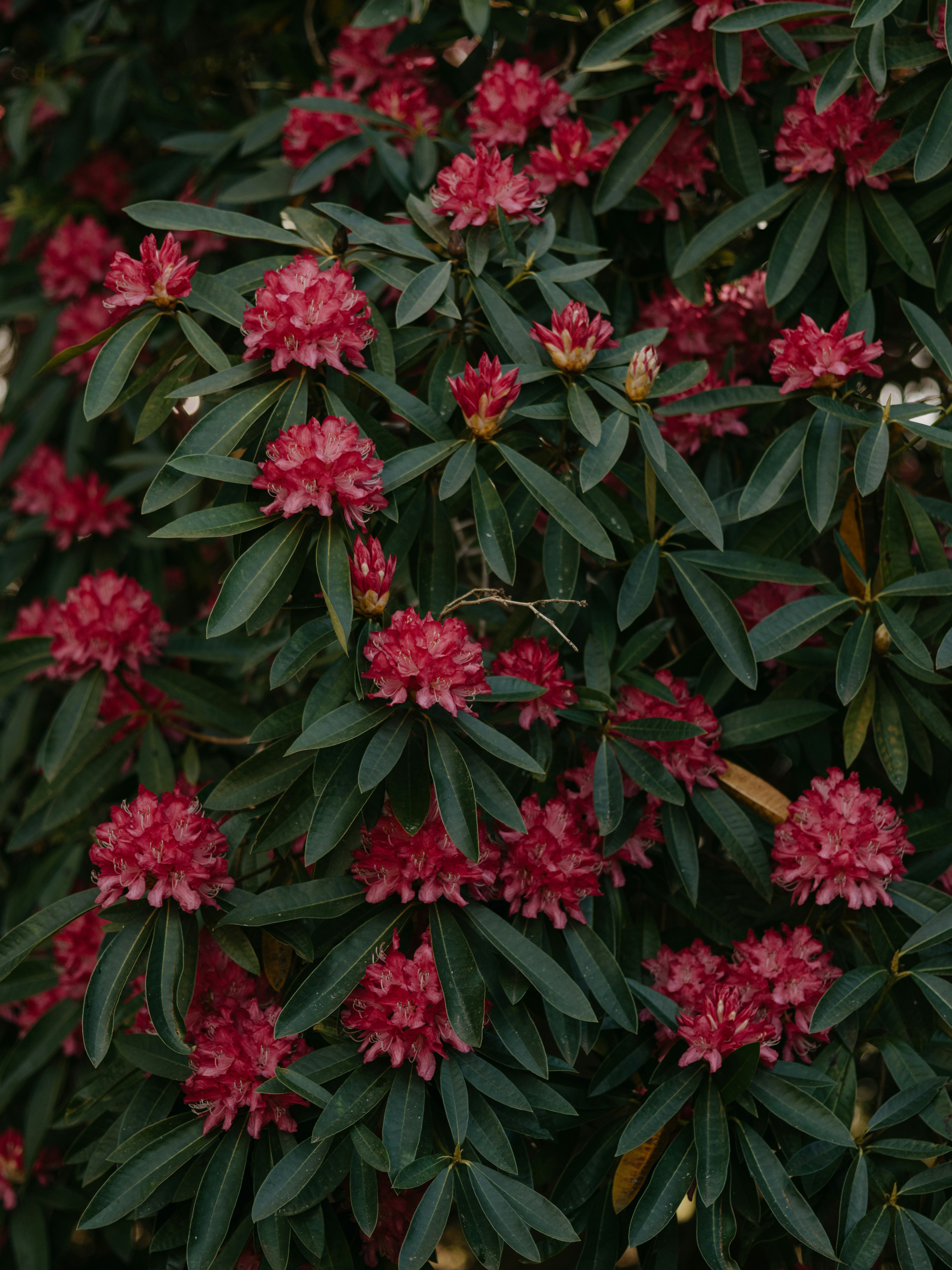 a bunch of flowers that are on a tree