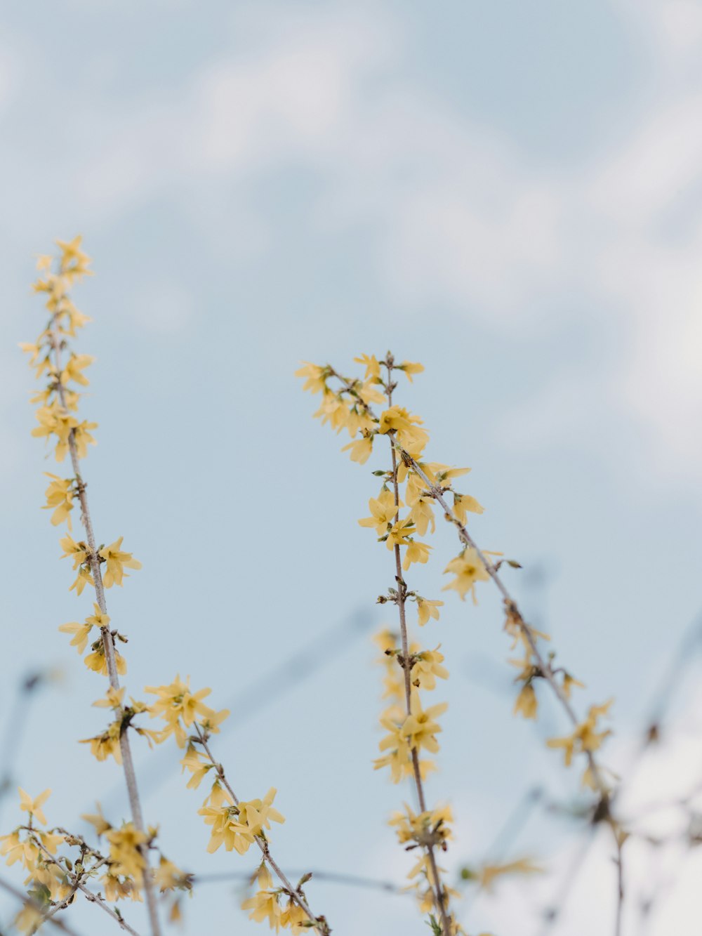 a branch with yellow flowers against a blue sky