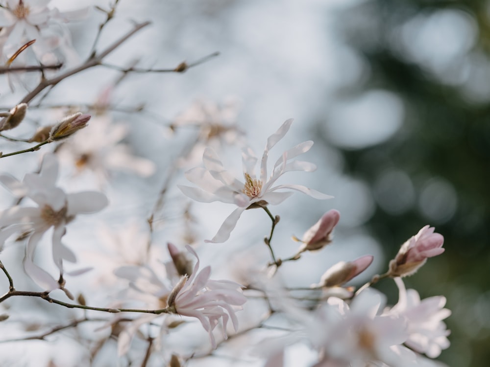 a close up of a tree with white flowers