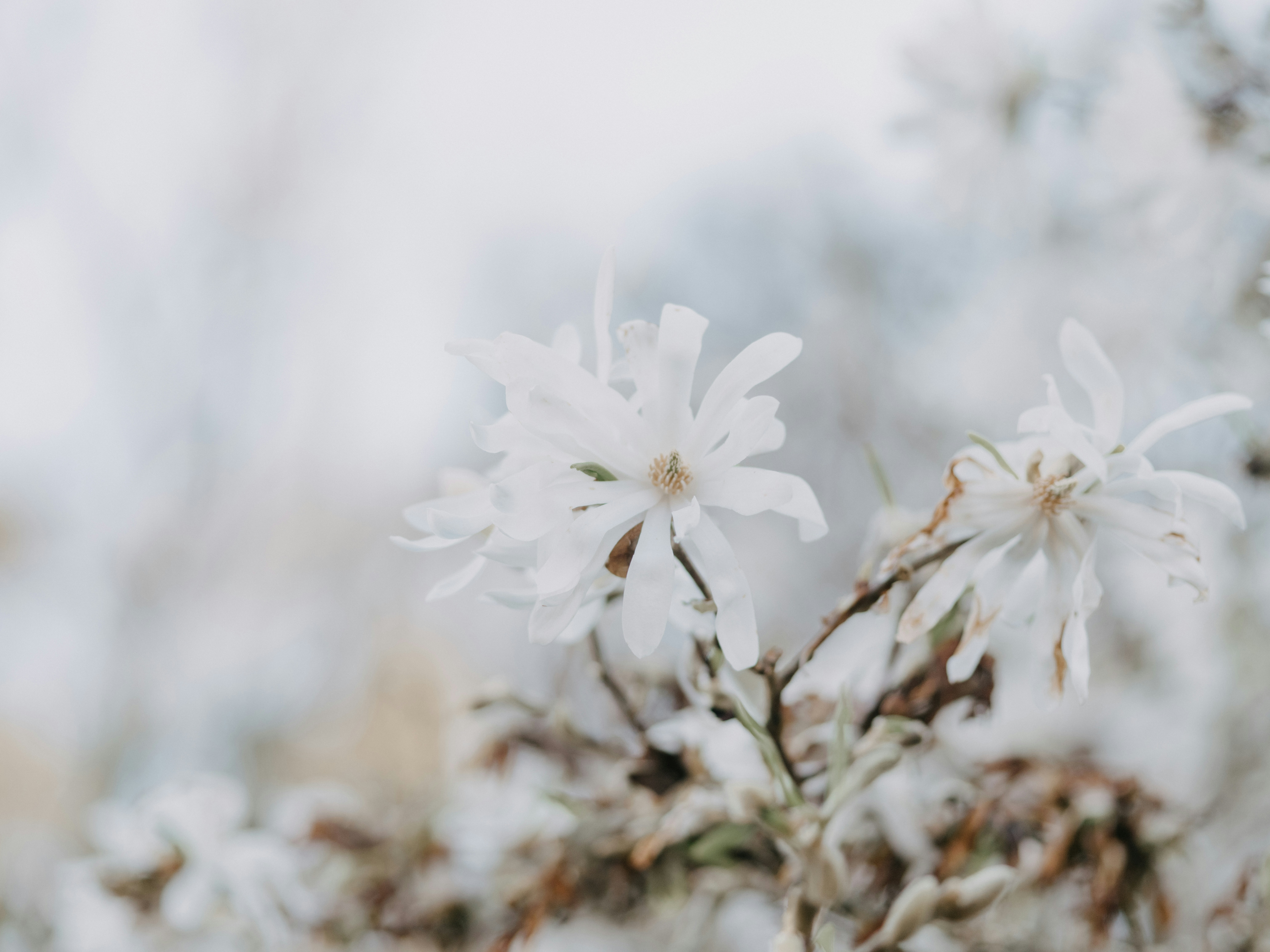 Photo by anniespratt