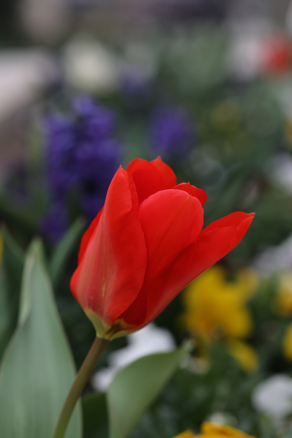 a single red tulip in a garden of flowers