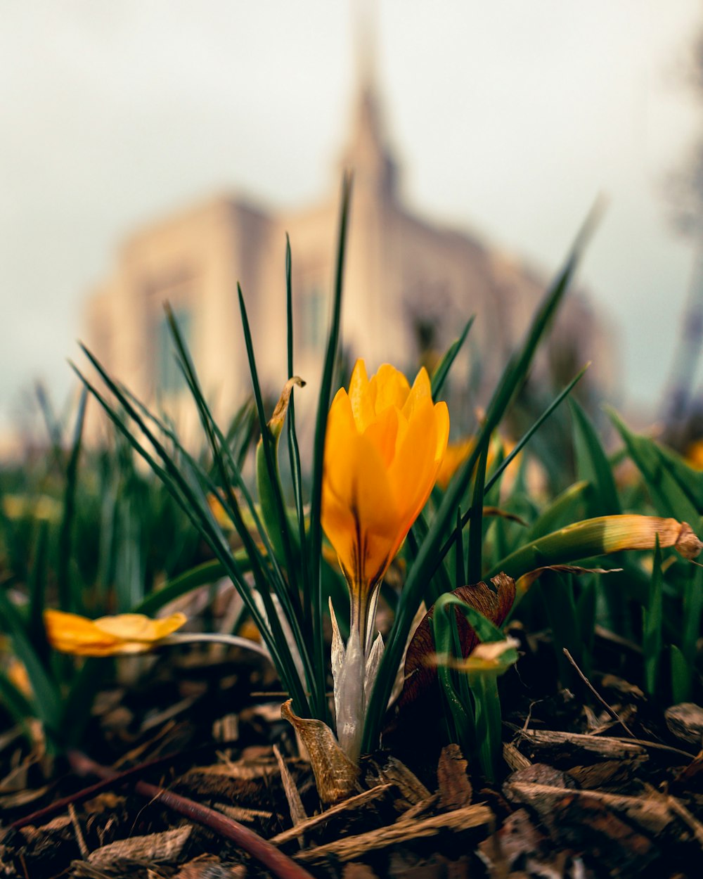 a single yellow flower sitting in the grass