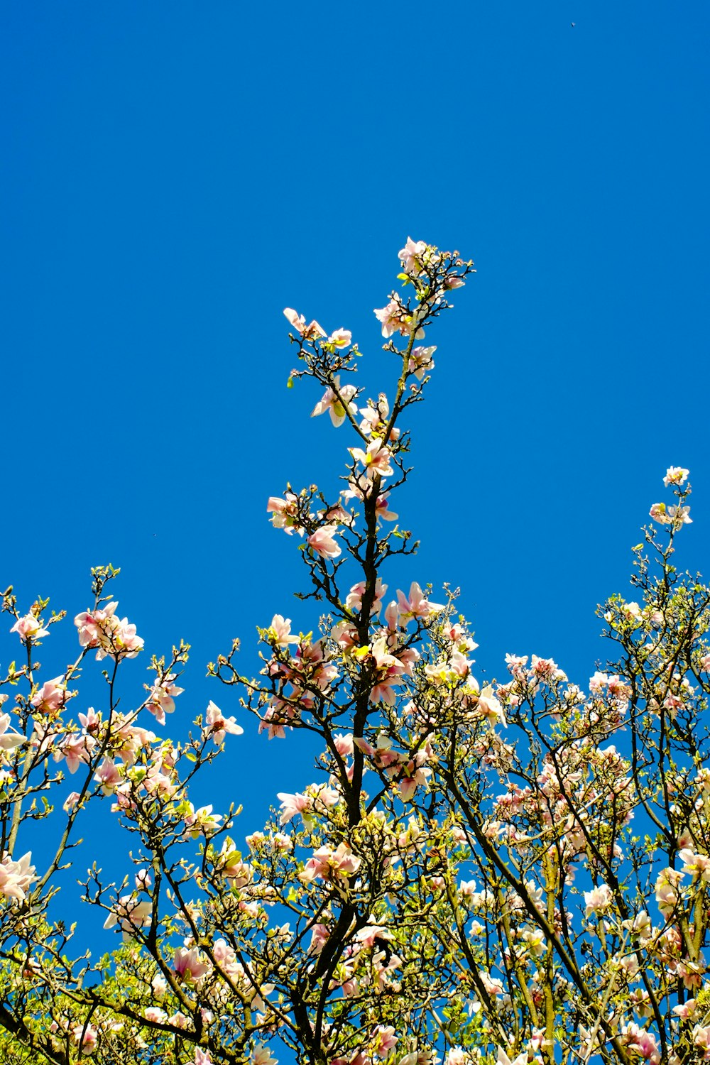 a tree with white flowers and a blue sky in the background