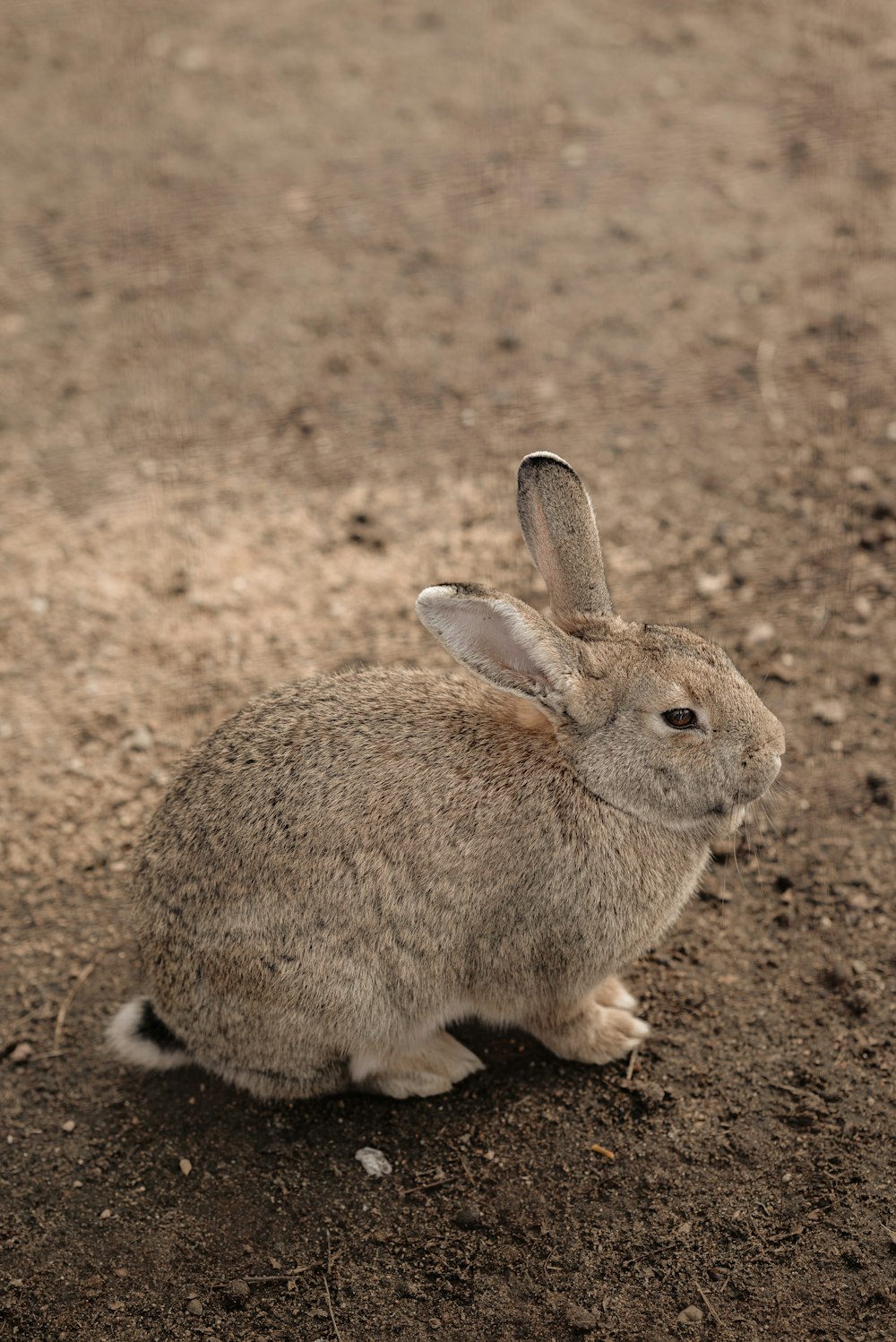 a small rabbit sitting on top of a dirt field