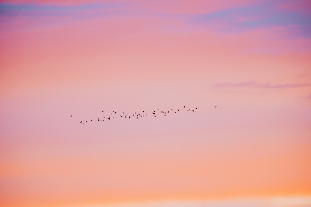 a flock of birds flying in the sky