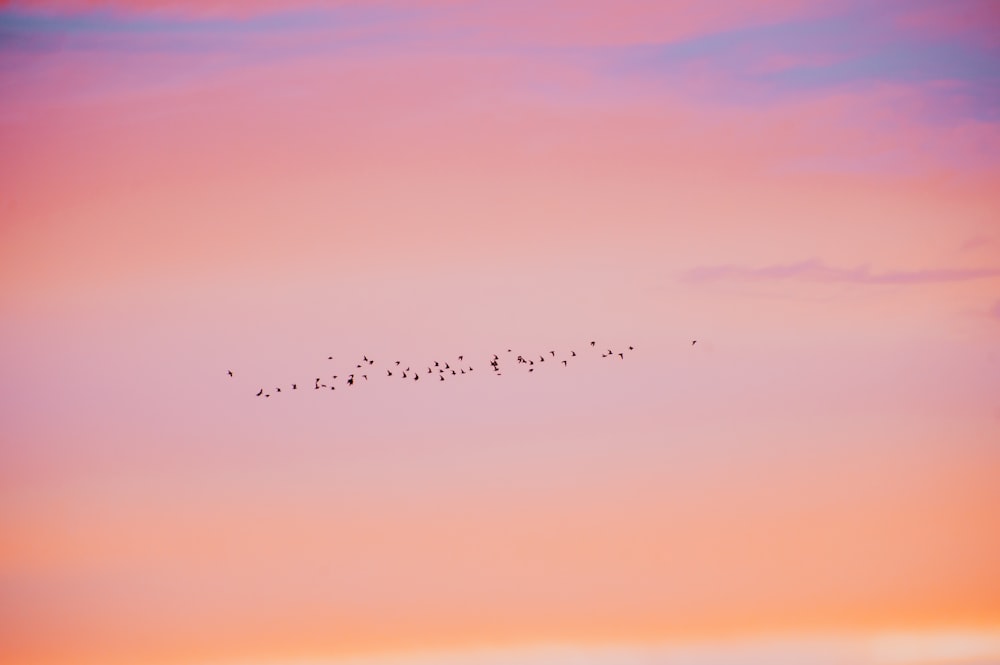 um bando de pássaros voando no céu