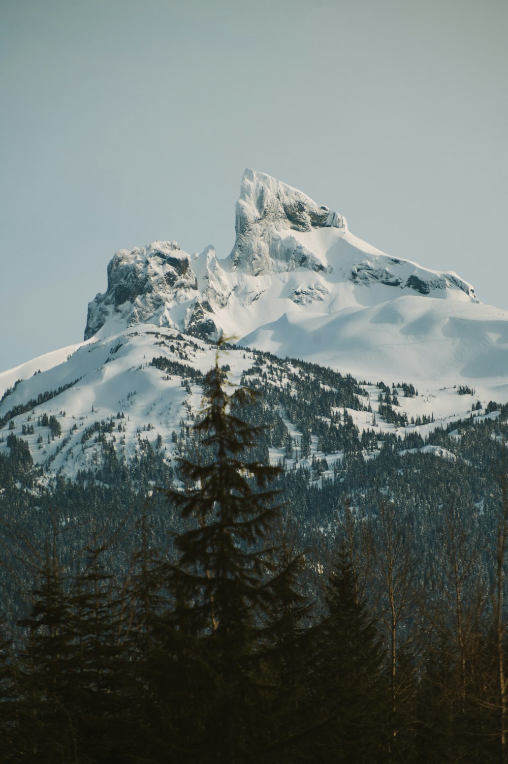 ein schneebedeckter Berg mit Bäumen im Vordergrund