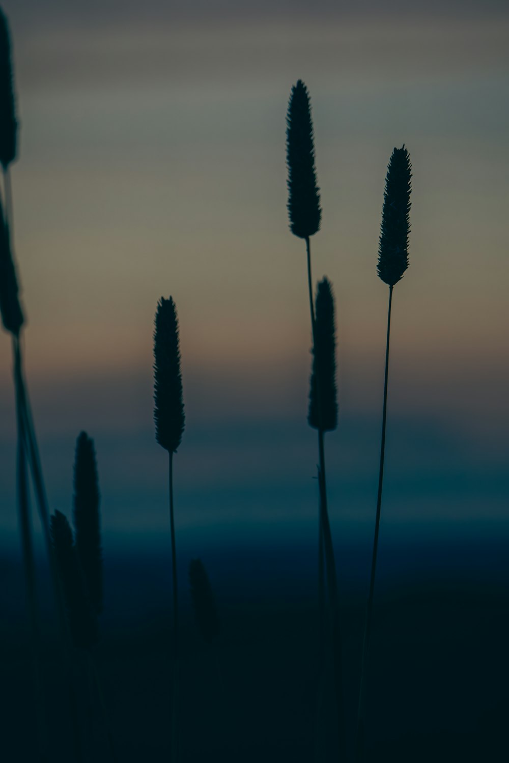 a group of tall grass sitting on top of a field