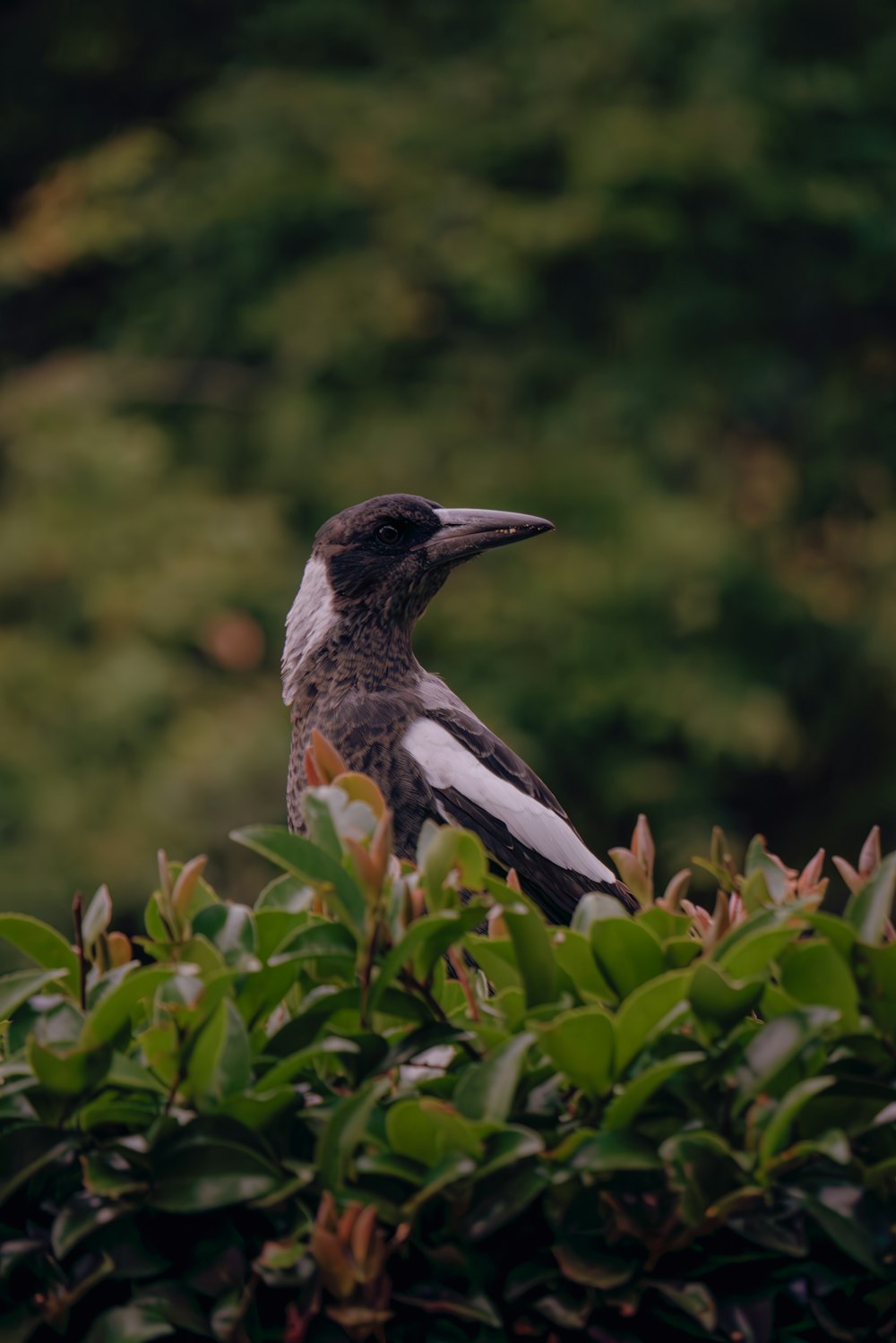 a black and white bird sitting on top of a bush