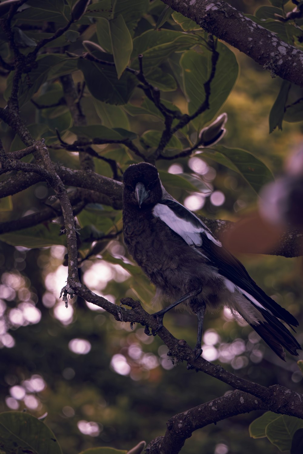 a black and white bird sitting on a tree branch