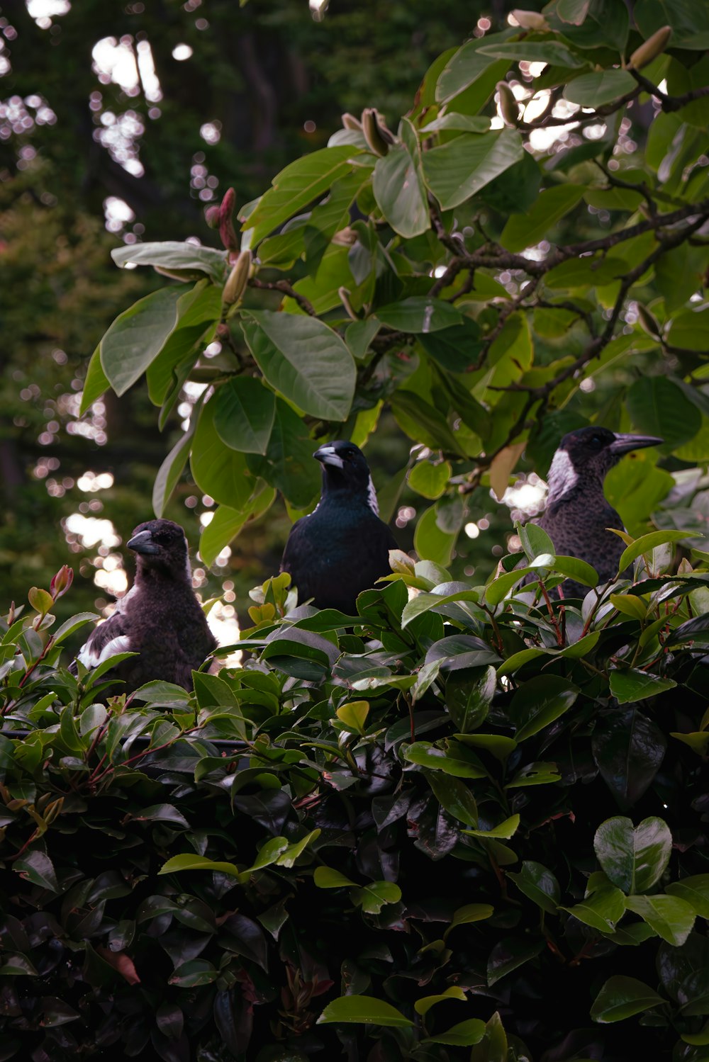 a couple of birds sitting on top of a lush green tree