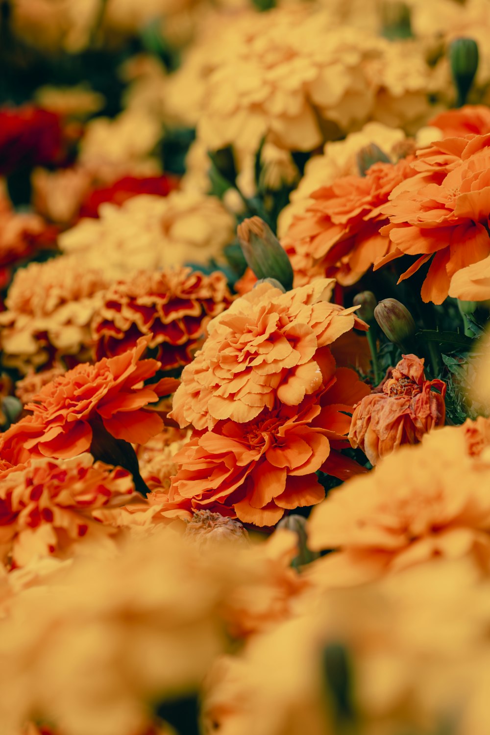 a bunch of flowers that are in a vase