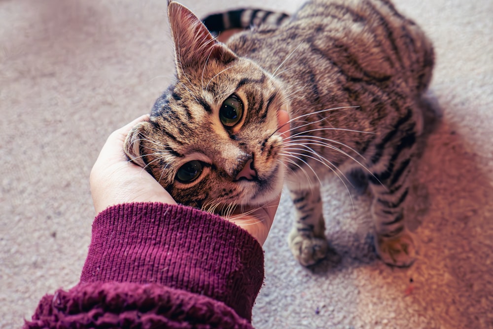 a person petting a cat on the nose