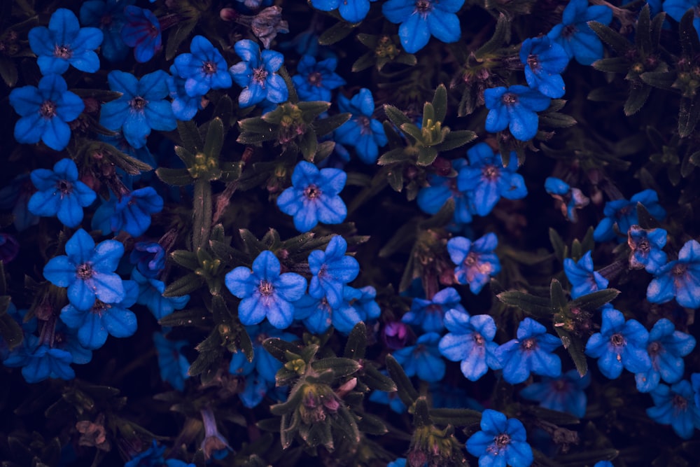 a bunch of blue flowers with green leaves