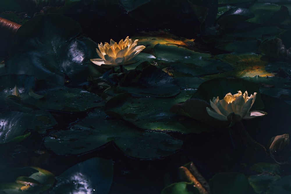 two yellow water lilies floating on top of a pond
