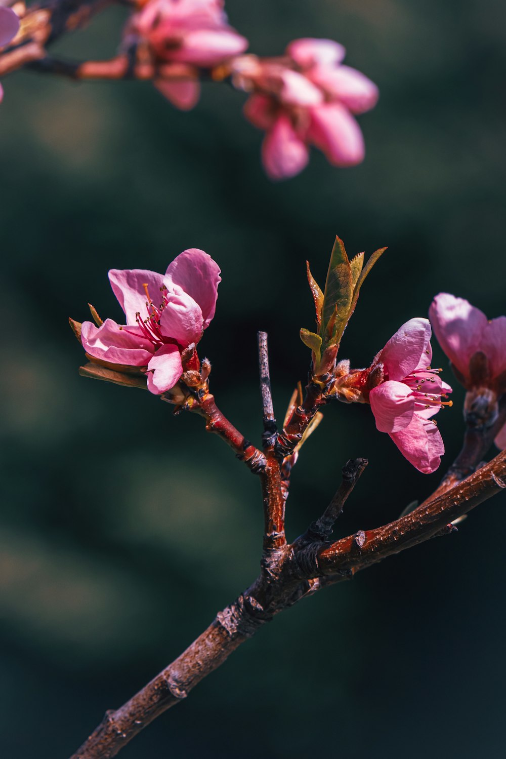 a branch of a tree with pink flowers