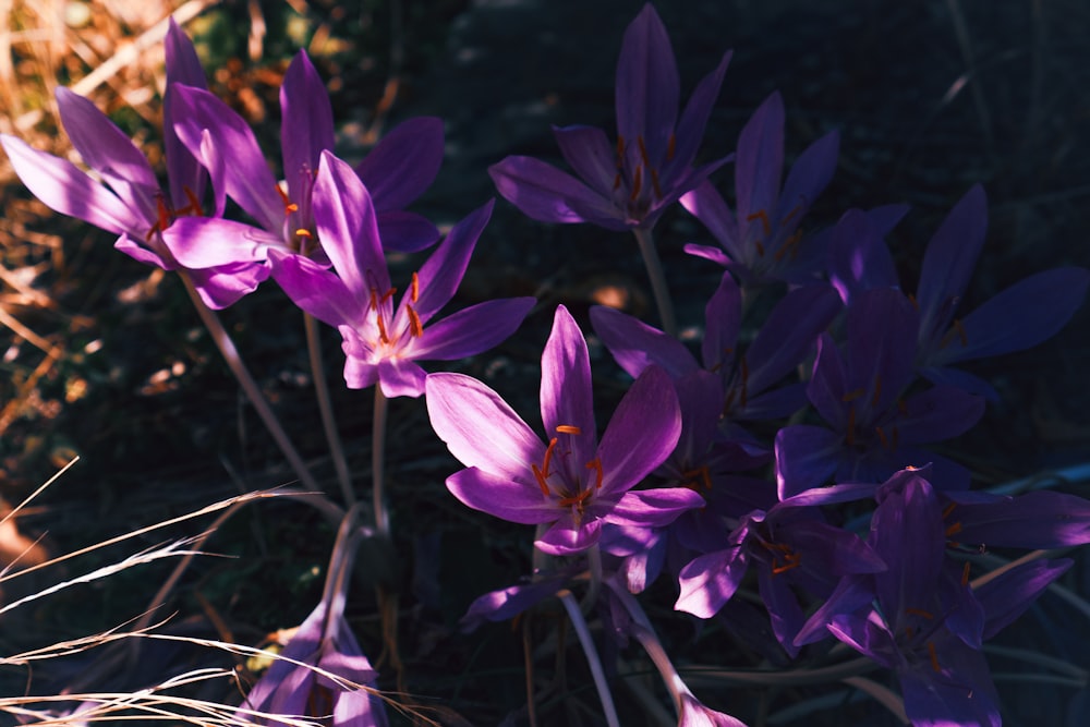 a bunch of purple flowers that are in the grass