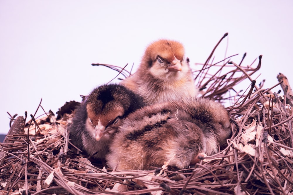 a couple of birds sitting on top of a pile of twigs