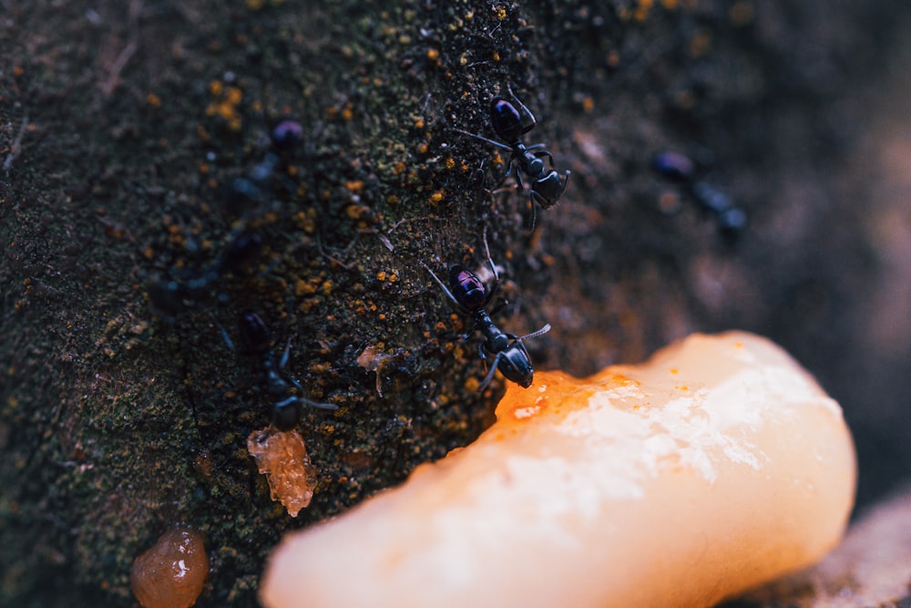 a group of ants crawling on a tree