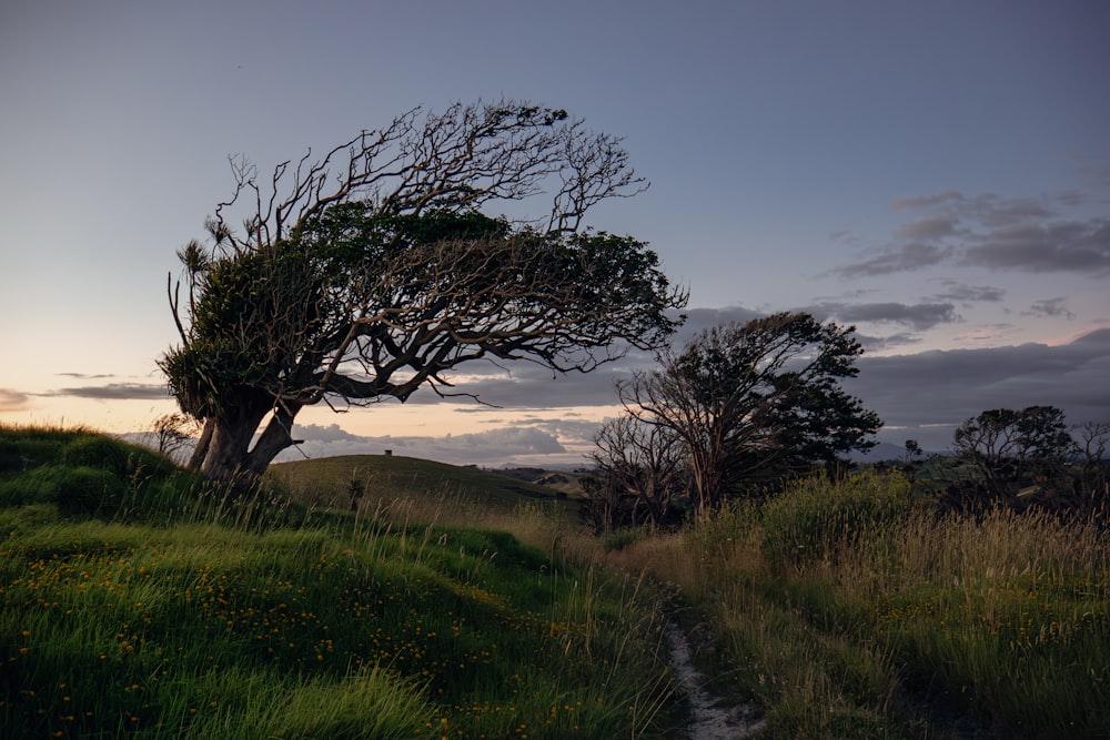 a tree that is standing in the grass