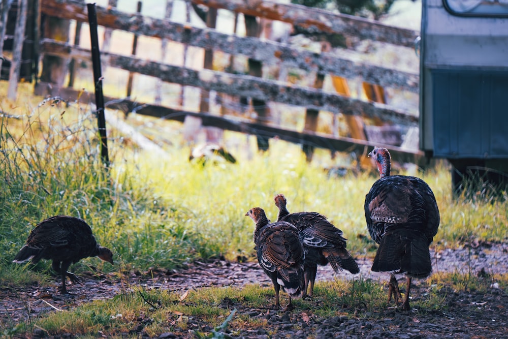 a group of turkeys walking in the grass near a fence