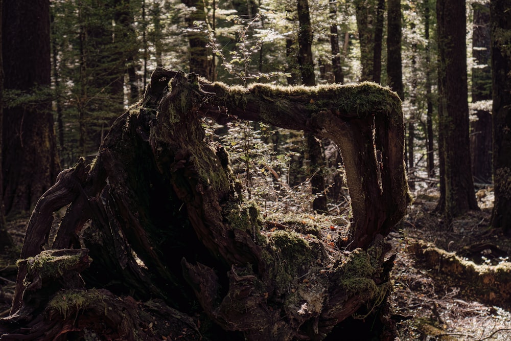 a fallen tree in the middle of a forest