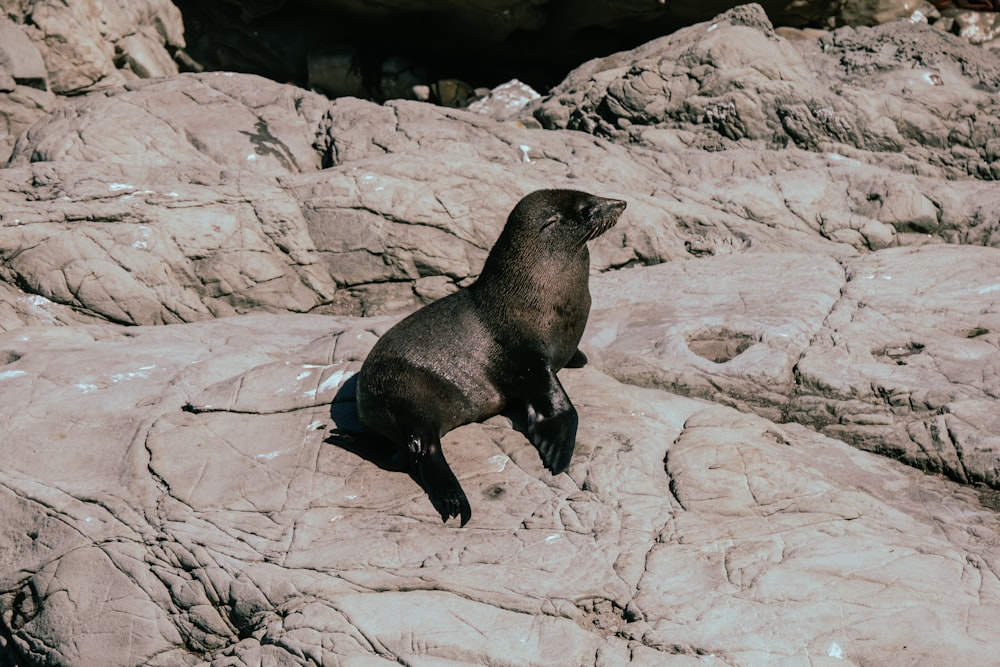 a sea lion standing on top of a rocky beach